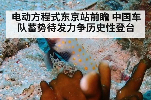 电动方程式东京站前瞻 中国车队蓄势待发力争历史性登台