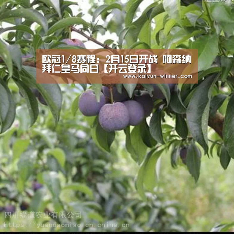 欧冠1/8赛程：2月15日开战 阿森纳拜仁皇马同日【开云登录】